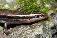 Short-lined Skink