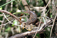 Texas Alligator Lizard