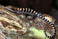 Texas Alligator Lizard