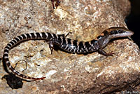 Texas Alligator Lizard