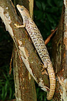 Texas Alligator Lizard