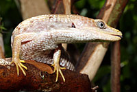 Texas Alligator Lizard