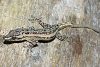 Common House Gecko