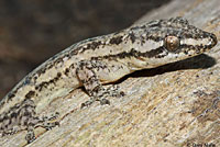 Common House Gecko