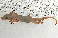 Common House Gecko