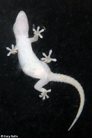 Common House Gecko