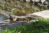 Green Iguana