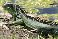 Green Iguana