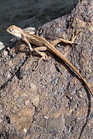 Kashmiri Rock Agama