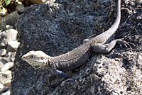 Kashmiri Rock Agama