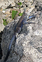 Kashmiri Rock Agama