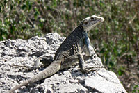 Kashmiri Rock Agama