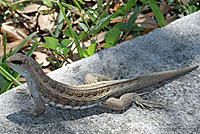 Red-sided Curlytail Lizard