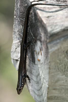 Southern Coal Skink