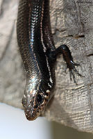 Southern Coal Skink