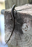 Southern Coal Skink