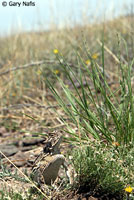 Texas Horned Lizard