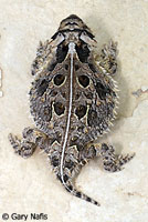 Texas Horned Lizard