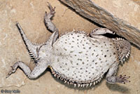 Texas Horned Lizard