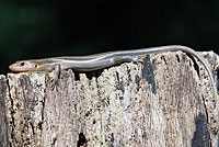 Common Five-lined Skink