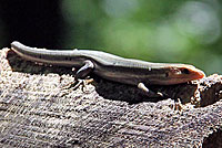 Common Five-lined Skink