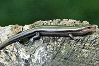 Common Five-lined Skink