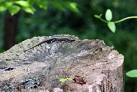 Common Five-lined Skink