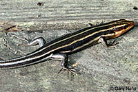 Common Five-lined Skink