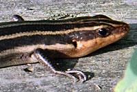 Common Five-lined Skink