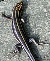 Common Five-lined Skink