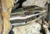 Common Five-lined Skink