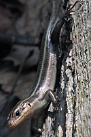 Common Five-lined Skink