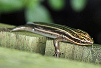 Common Five-lined Skink