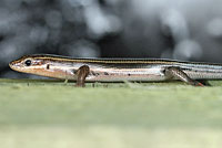 Common Five-lined Skink