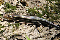 Common Five-lined Skink