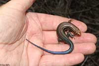 Southeastern Five-lined Skink