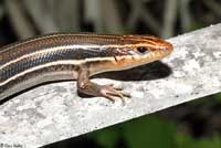 Southeastern Five-lined Skink