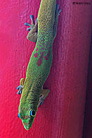 West African Rainbow Lizard