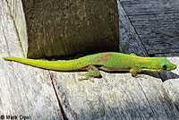 West African Rainbow Lizard