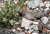 Round-tailed Horned Lizard