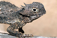 Round-tailed Horned Lizard