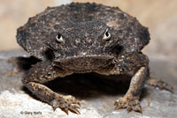 Round-tailed Horned Lizard