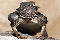 Round-tailed Horned Lizard