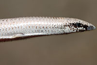 Florida Sand Skink