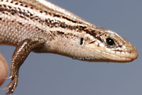 Northern Prairie Skink