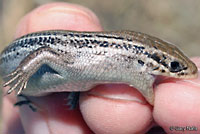 Northern Prairie Skink