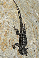 Prairie Lizard