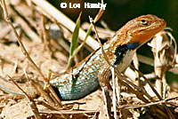 Prairie Lizard