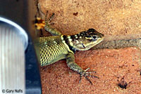 Blue Spiny Lizard