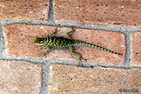 Blue Spiny Lizard